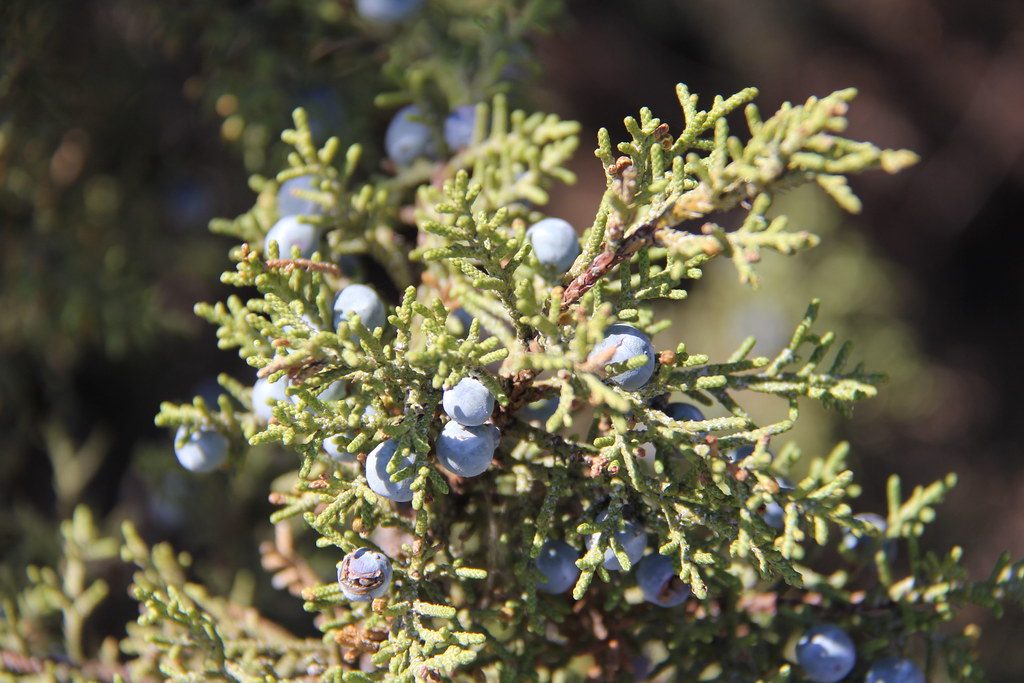 Ripe blue juniper berries on an evergreen branch