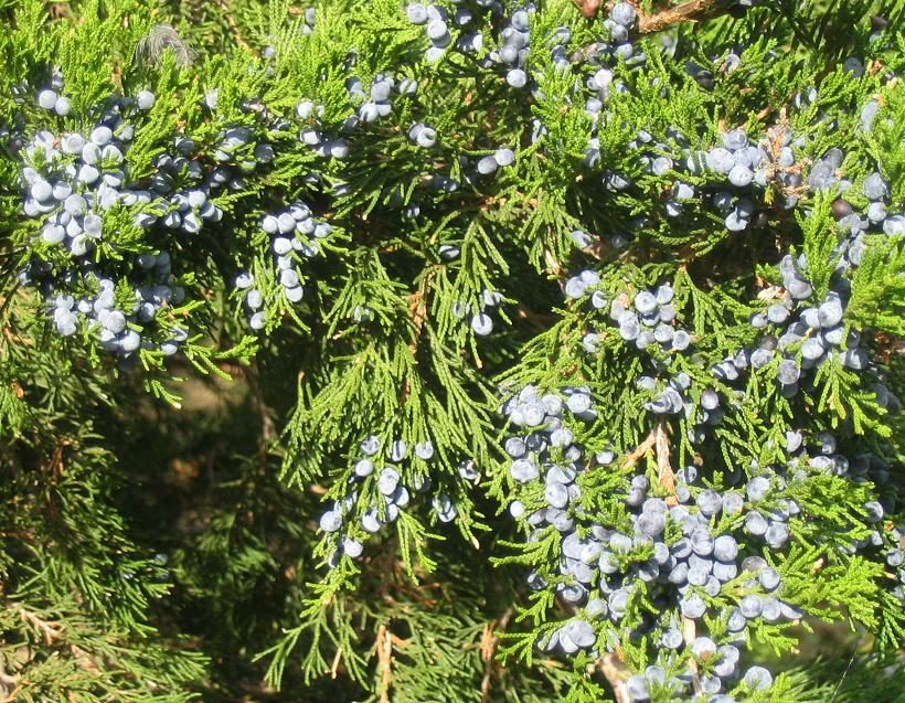 A close-up of juniper berries ready for use